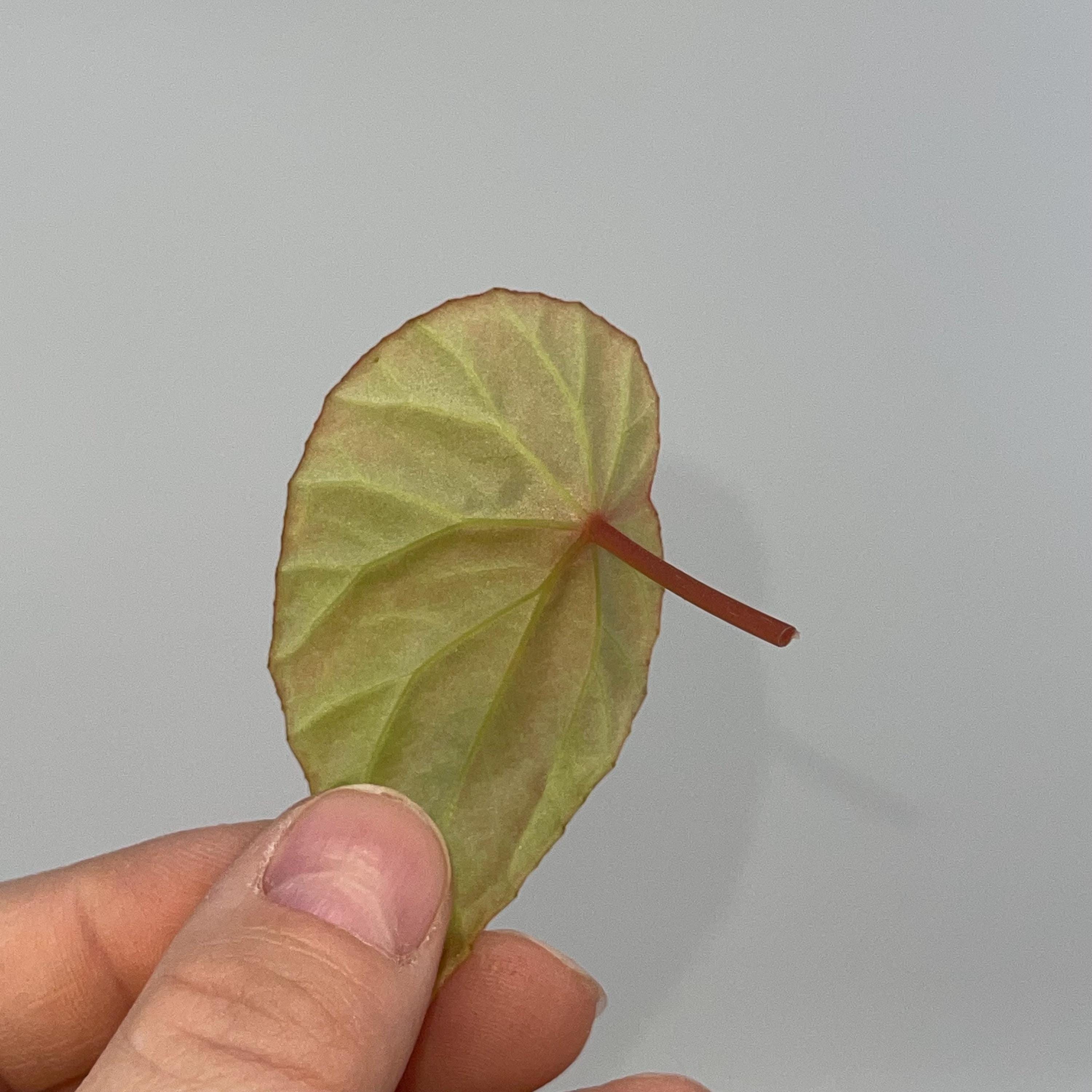 One FREE Per Item Purchased LEAF CUTTING Begonia Botanicaz 111 (Can acclimate to house conditions)