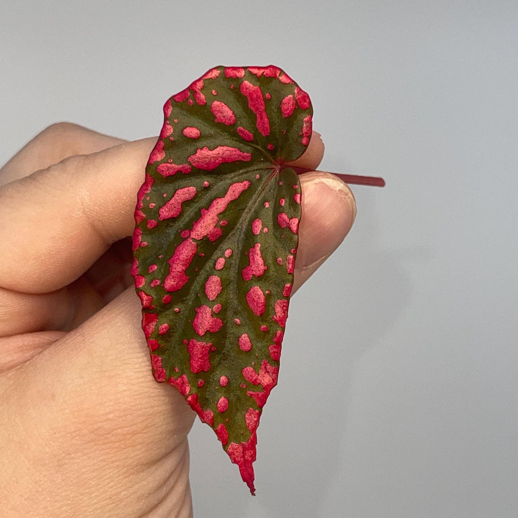 LEAF CUTTING Begonia sp. negrosensis