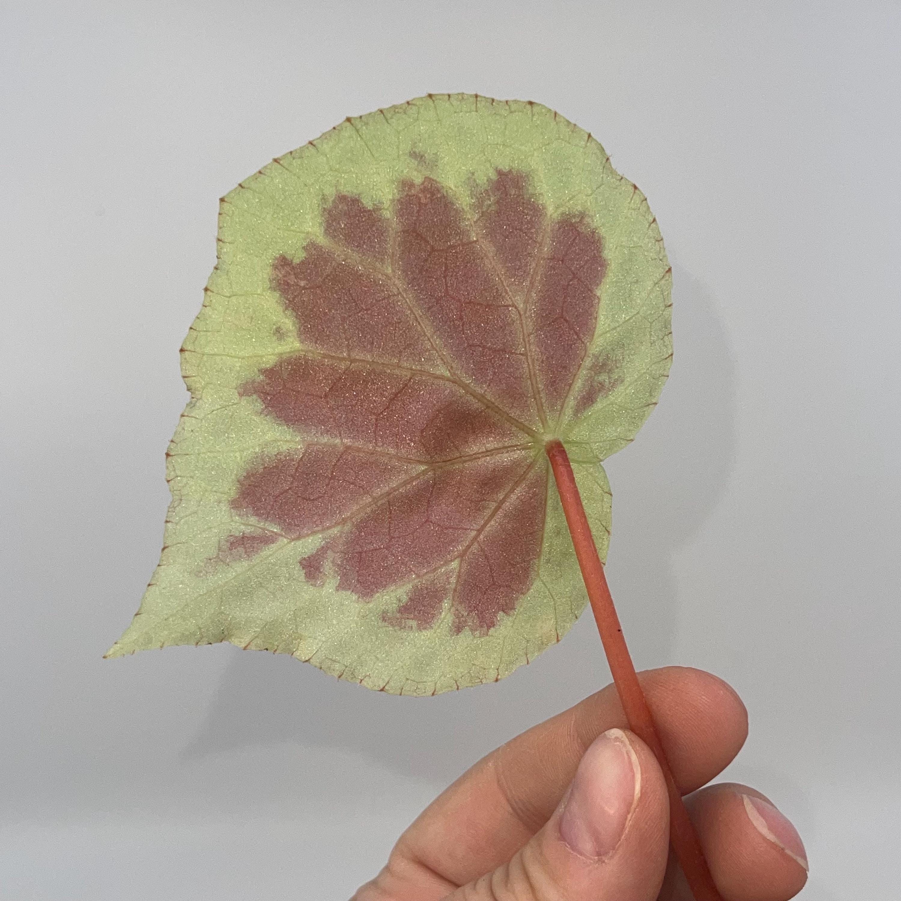 LEAF CUTTING Begonia sp. Dongoranensis (Frangrant booms)