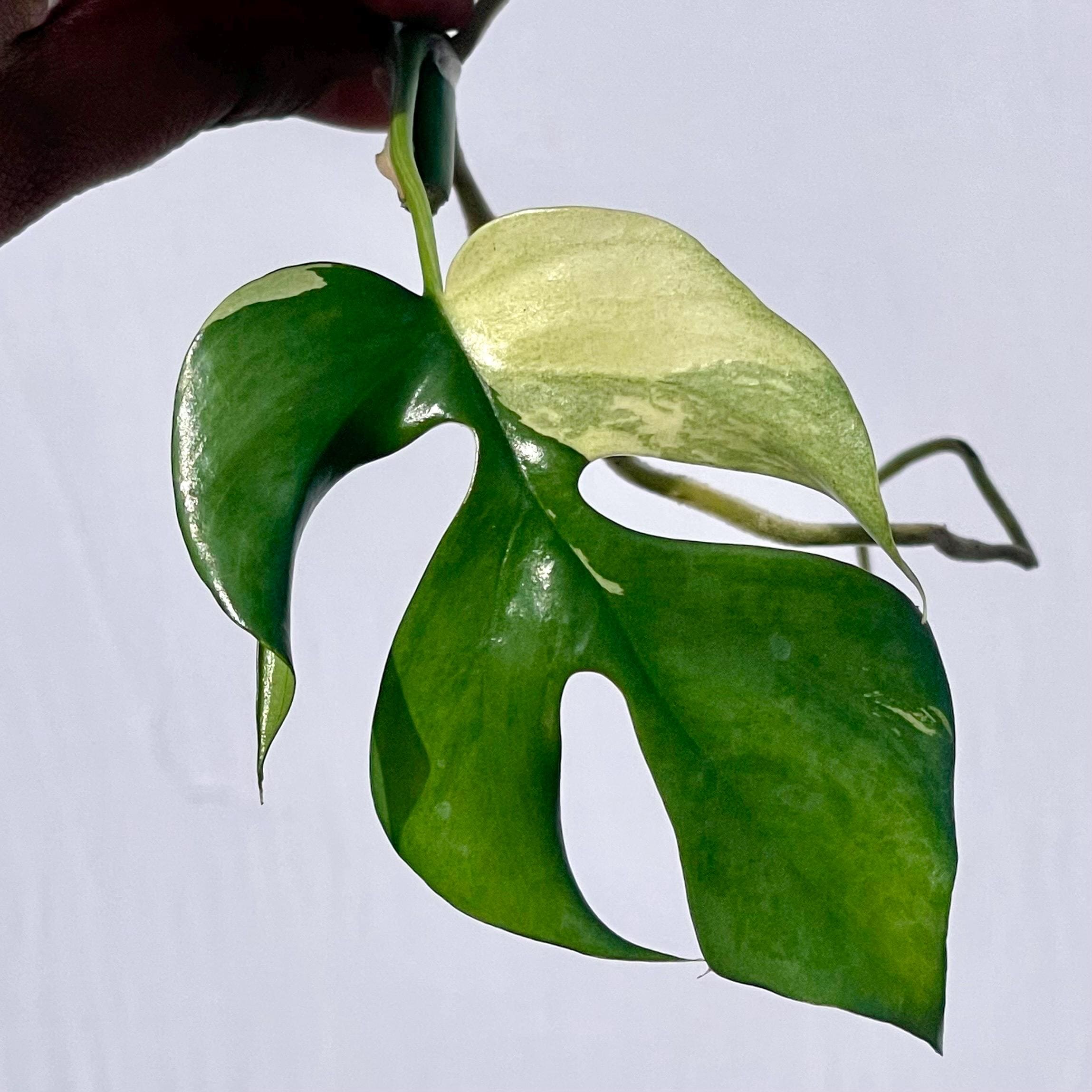 Low Variegated Rhaphidophora tetrasperma (One node cutting) (Can acclimate to house conditions)