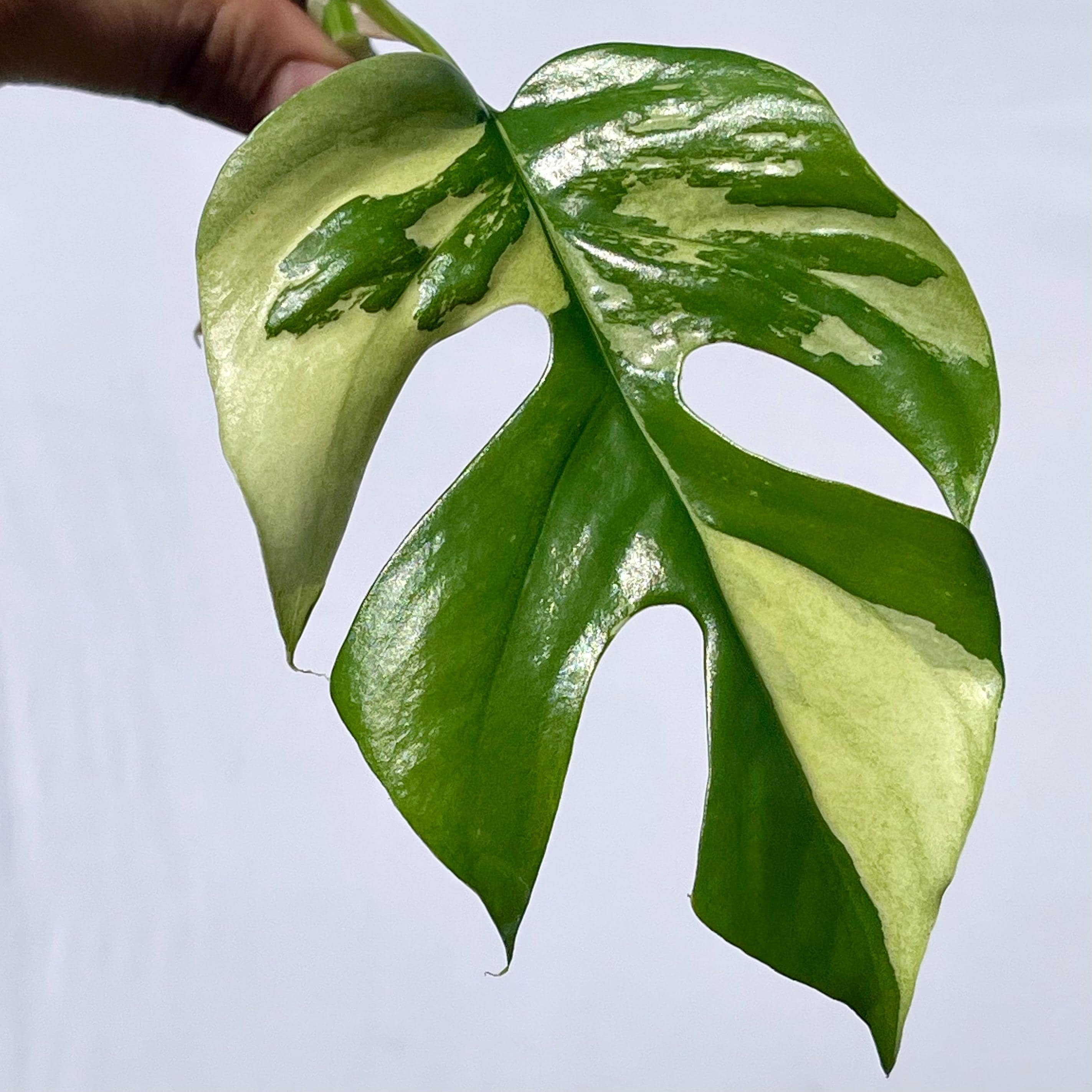 Variegated Rhaphidophora tetrasperma (non-exact one node cutting) (Can acclimate to house conditions)