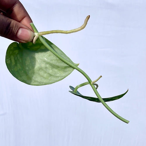 Reverted Variegated Scindapsus Mayari CUTTING (Can acclimate to house conditions)