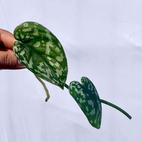 Reverted Variegated Scindapsus Mayari CUTTING (Can acclimate to house conditions)