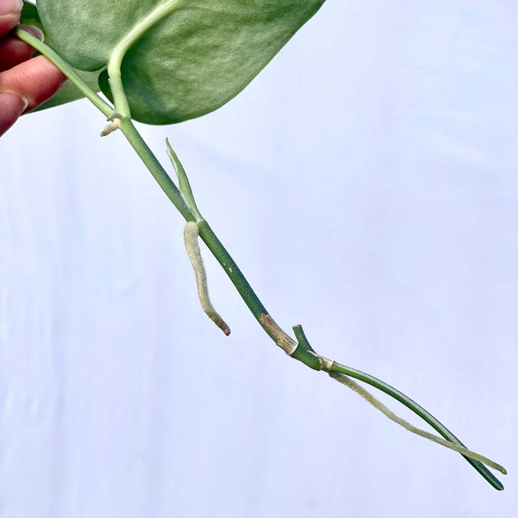 Reverted Variegated Scindapsus Mayari CUTTING (Can acclimate to house conditions)