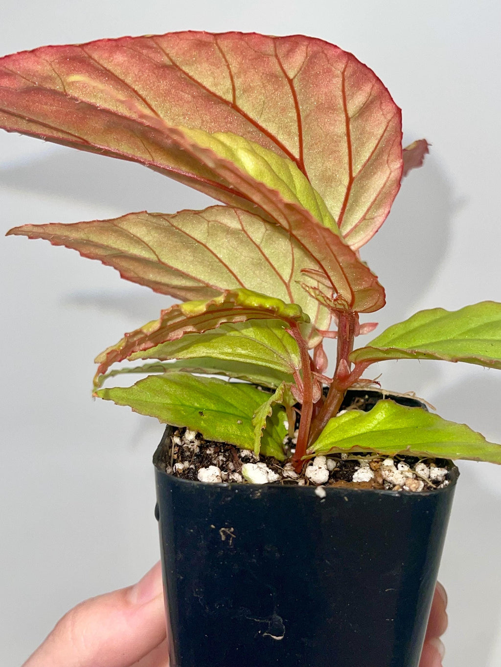 Begonia Botanicaz 74 V.2