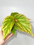 Begonia Botanicaz 74 V.2