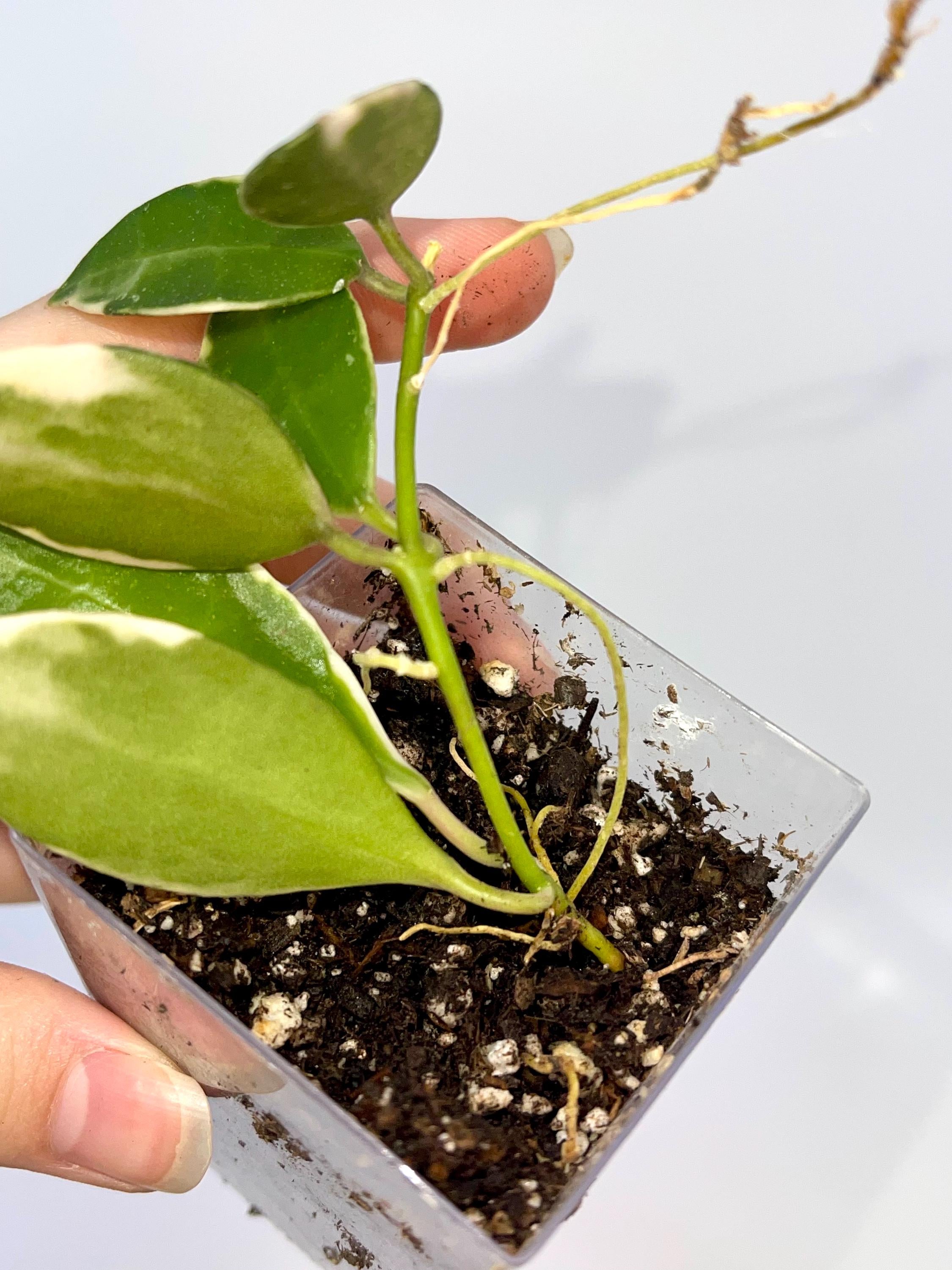 Hoya lacunosa ‘Asami’ (Can acclimate to house conditions) (small)
