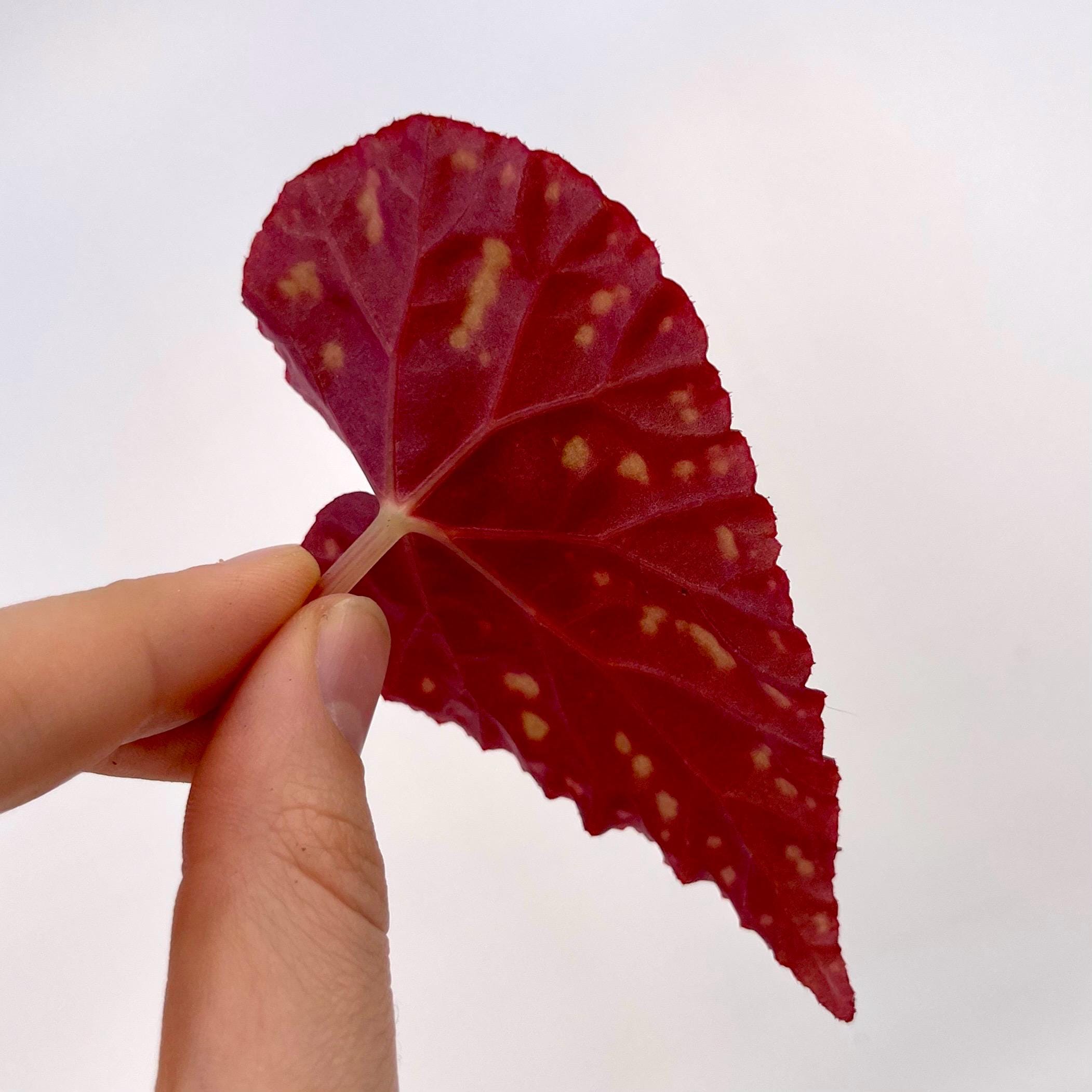 LEAF CUTTING Begonia Botanicaz 175 (Can acclimate to house conditions)