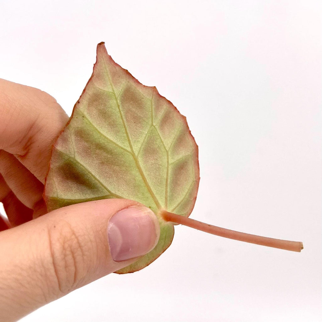 One FREE Per Item Purchased LEAF CUTTING Begonia Botanicaz 85 'Olo'