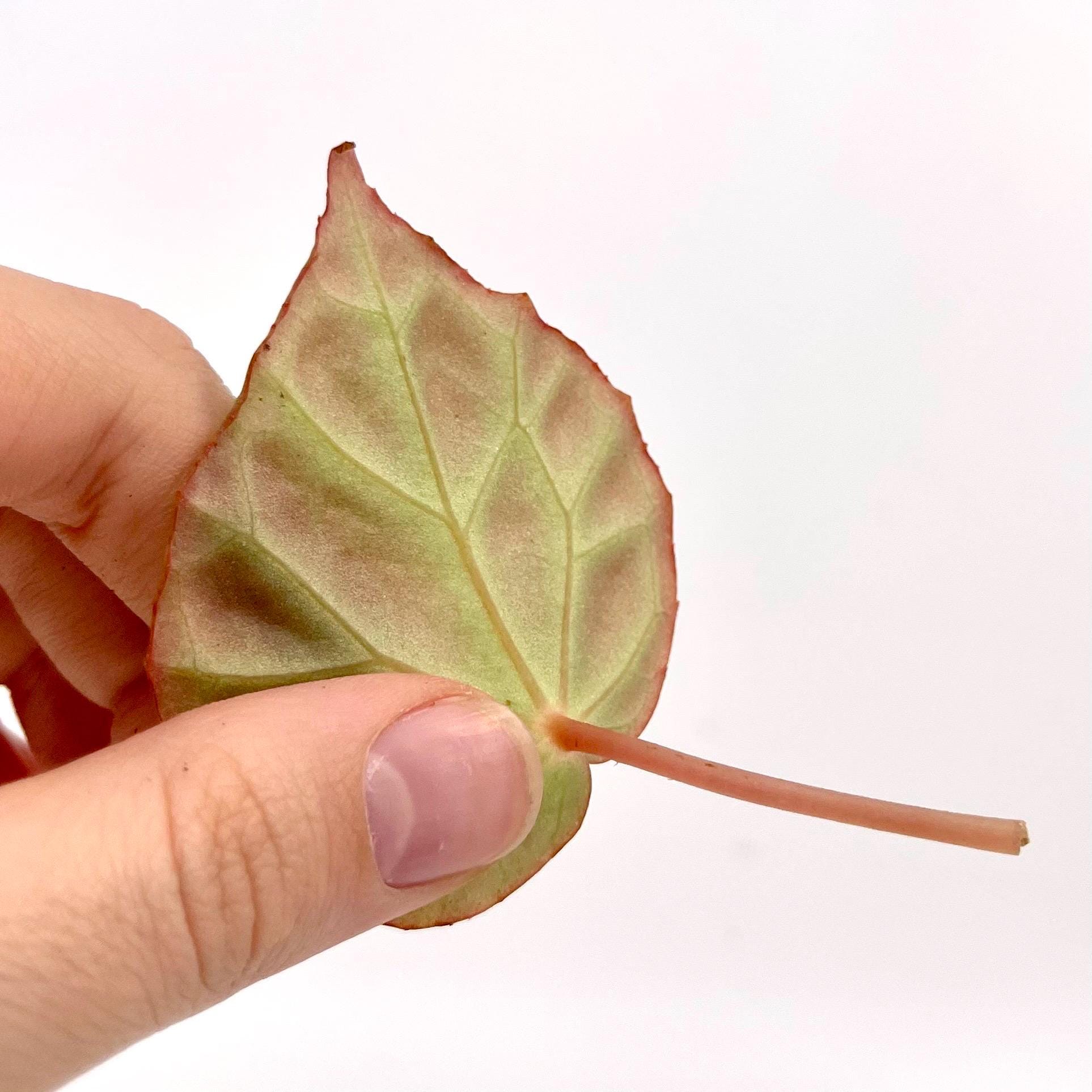 One FREE Per Item Purchased LEAF CUTTING Begonia Botanicaz 85 'Olo'