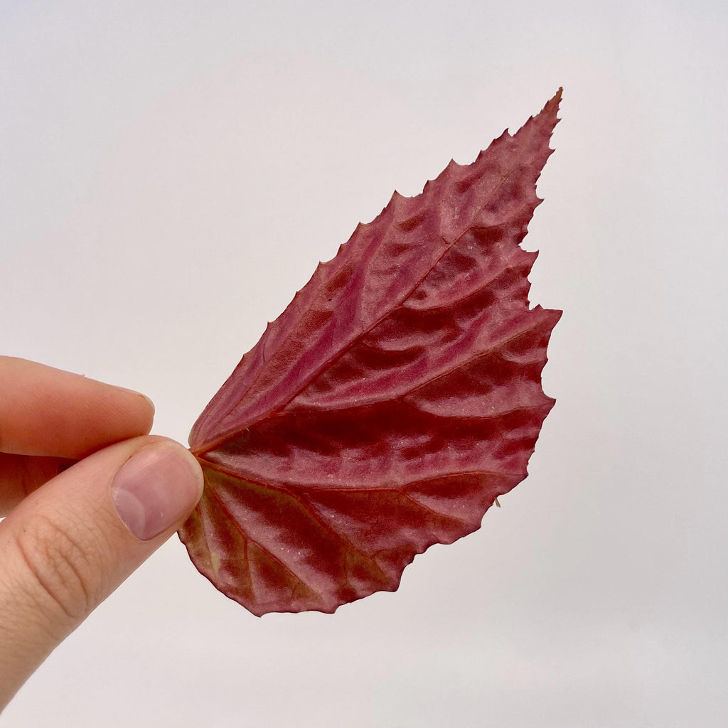 LEAF CUTTING Begonia Botanicaz 75 (Can acclimate to house conditions)