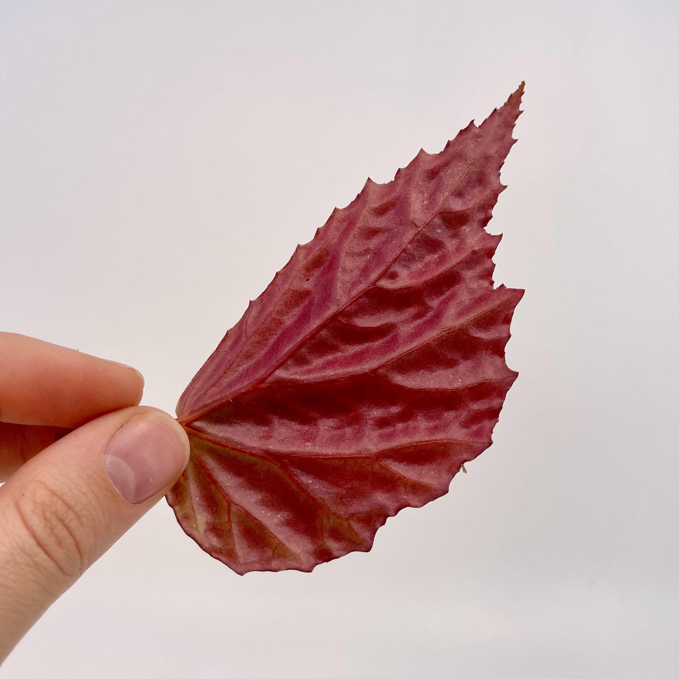 LEAF CUTTING Begonia Botanicaz 75 (Can acclimate to house conditions)
