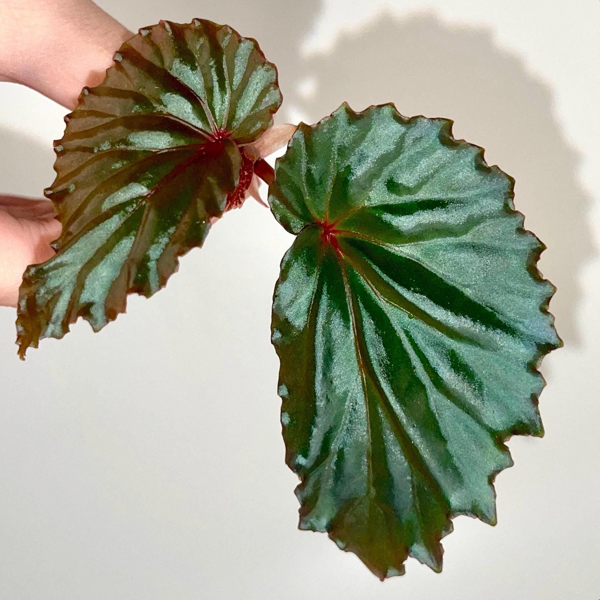 TOP CUTTING Begonia Botanicaz 151 (Can acclimate to house conditions)