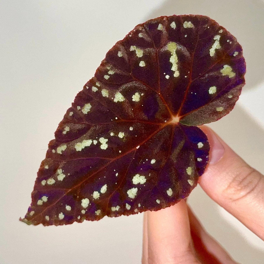 LEAF CUTTING Begonia Botanicaz 175 (Can acclimate to house conditions)