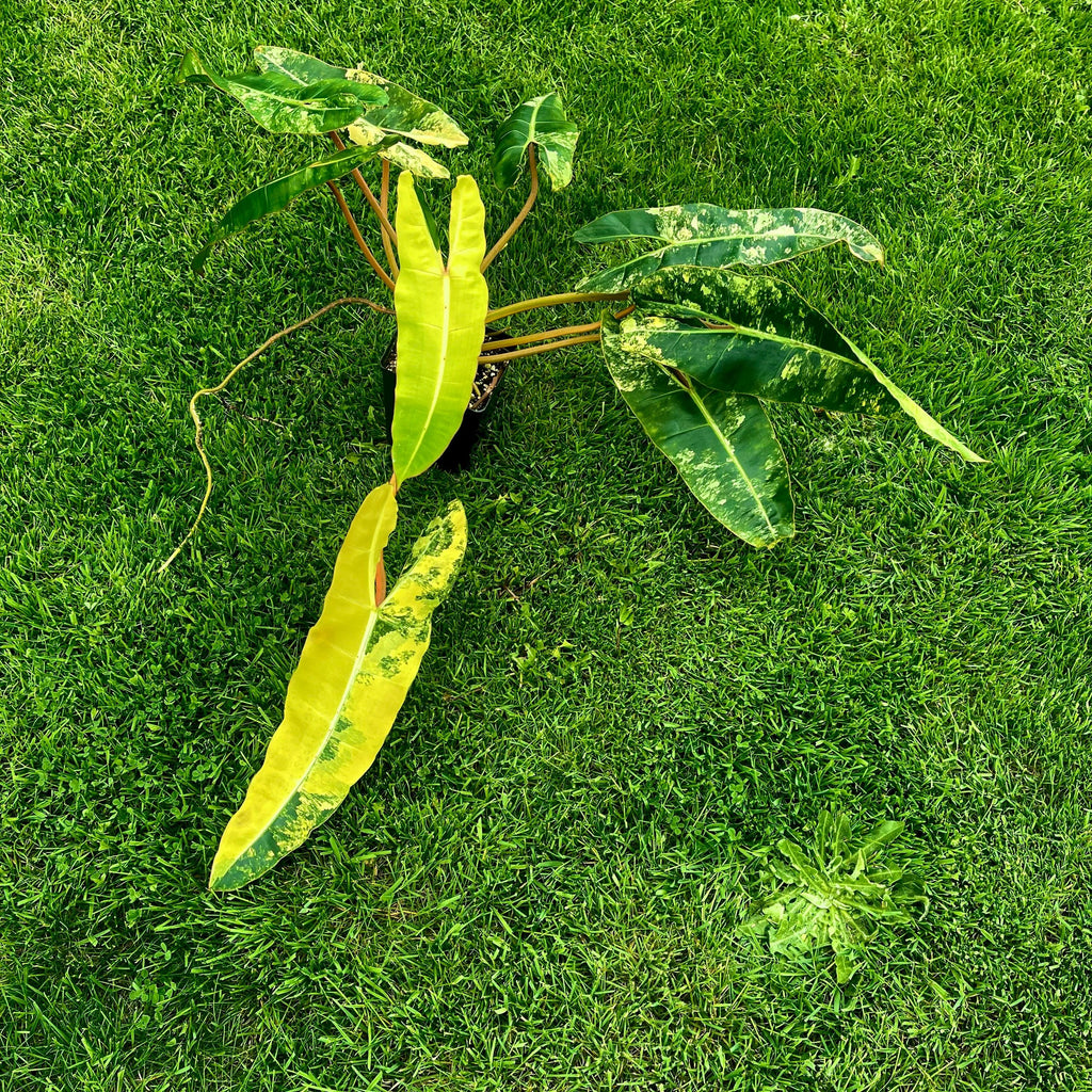 Variegated Philodendron billietiae Non-Exact
