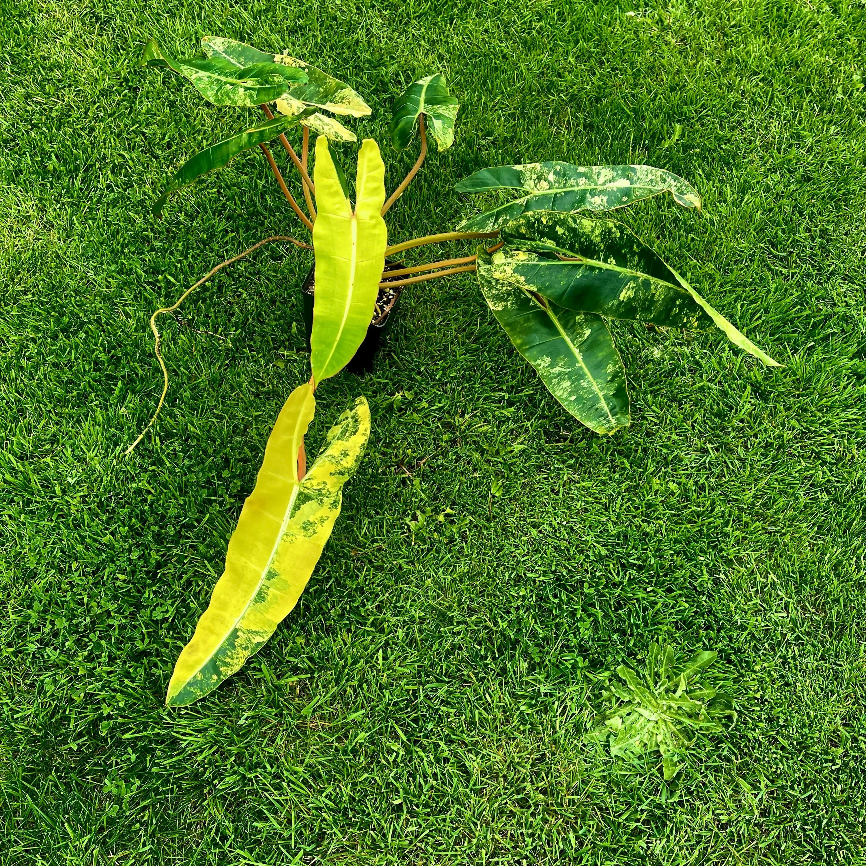 Variegated Philodendron billietiae Non-Exact