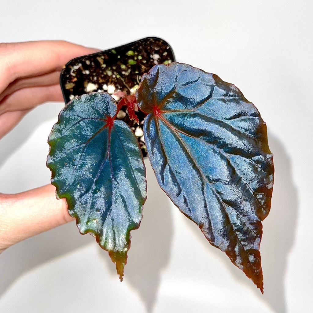 Begonia Botanicaz 151 V.2 (Can acclimate to house conditions)