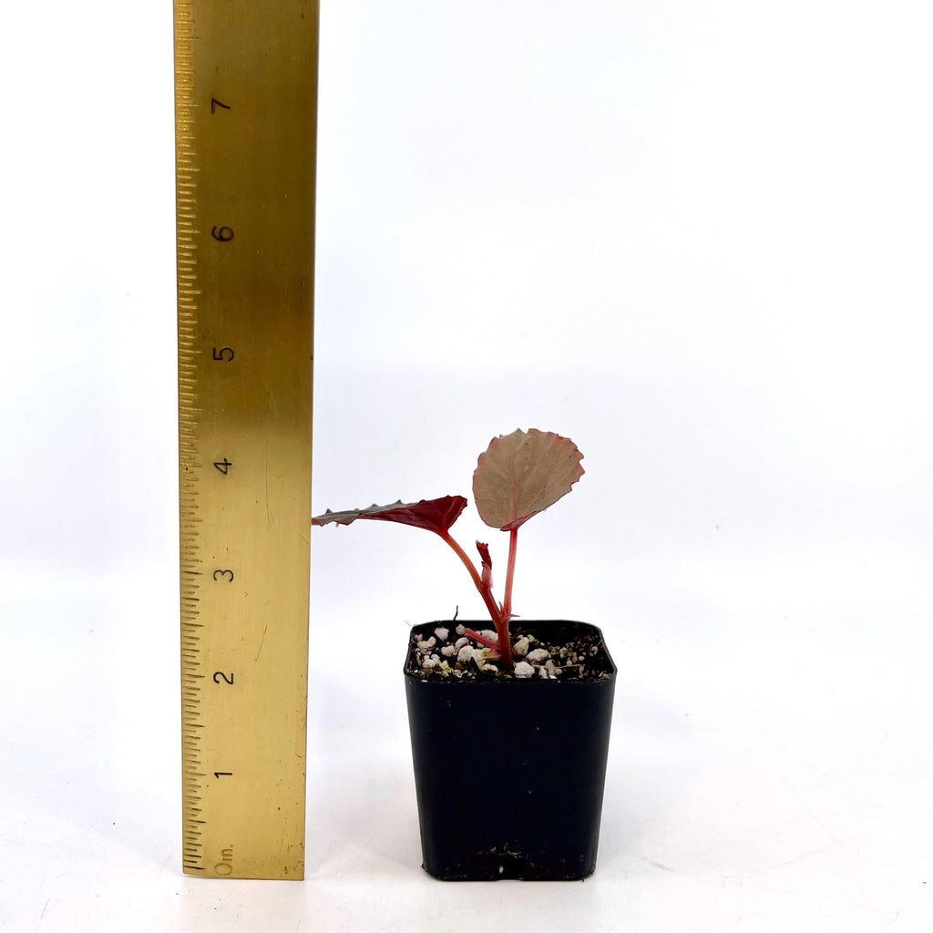 Begonia Botanicaz 151 V.2 (Can acclimate to house conditions)