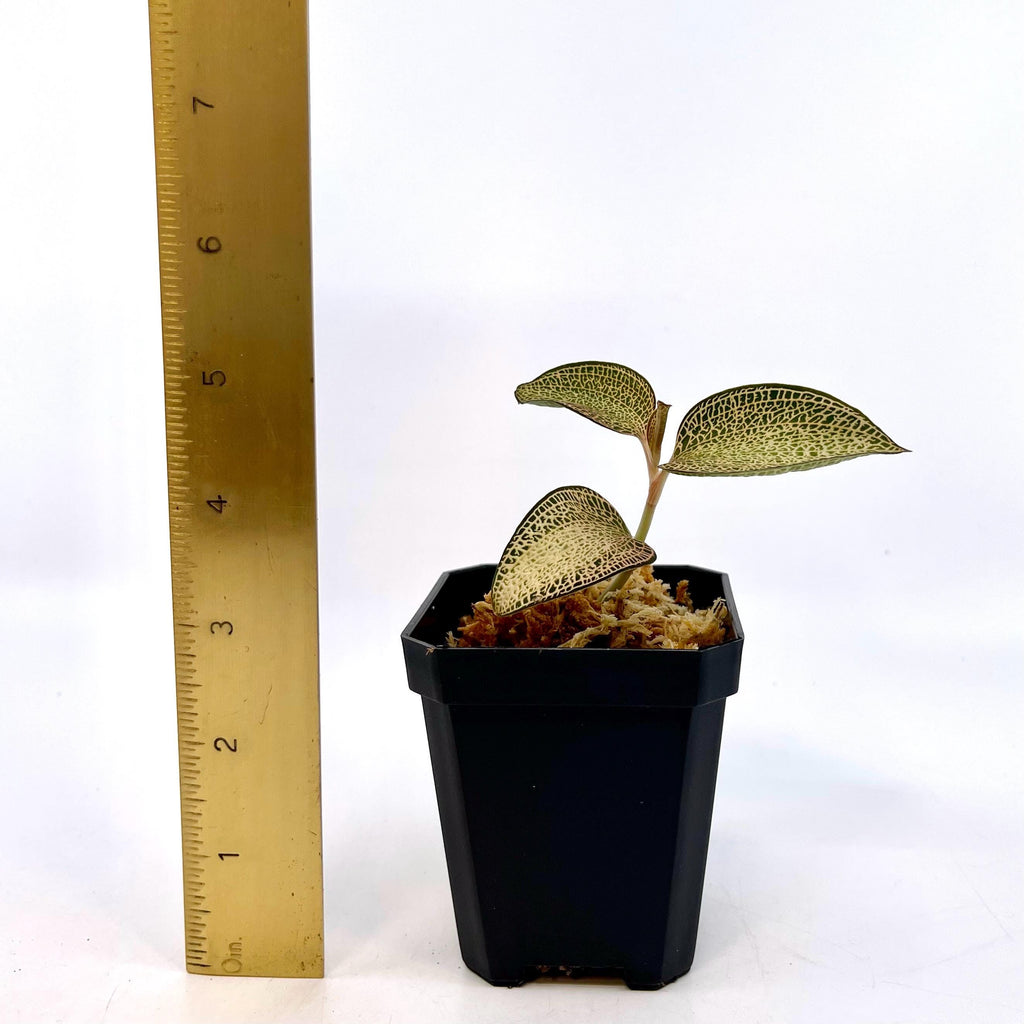 Anoectochilus Hybrid Jewel Orchid Rooting Cutting