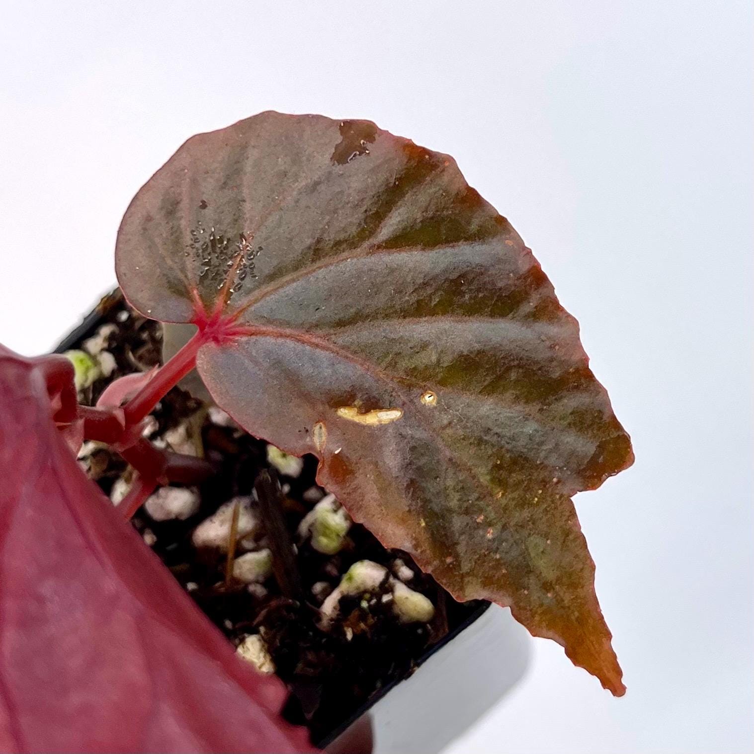 Begonia Botanicaz 151 V.2 (Can acclimate to house conditions)