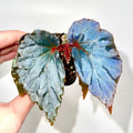 Begonia Botanicaz 151 V.2 (Can acclimate to house conditions)
