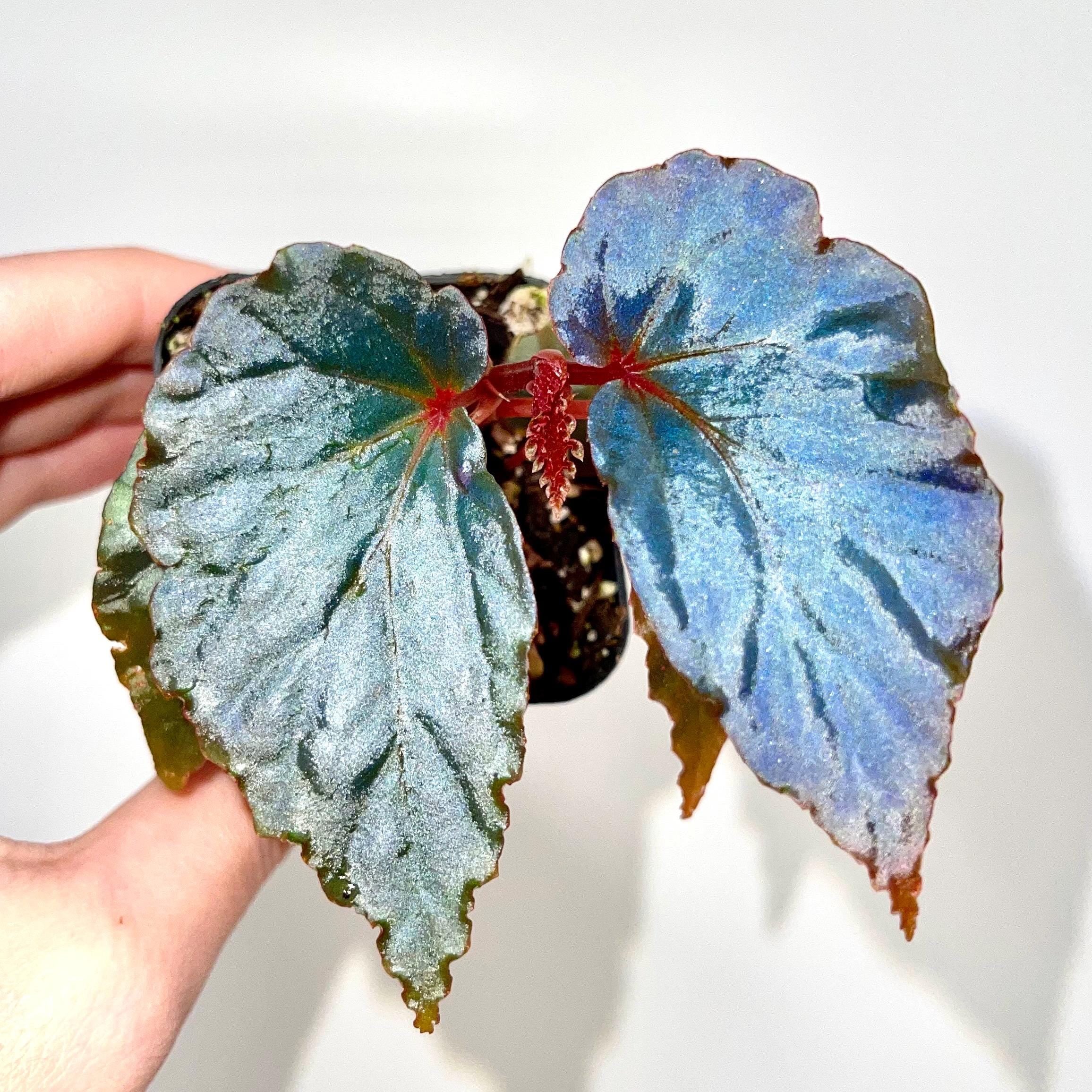Begonia Botanicaz 151 V.2 (Can acclimate to house conditions)