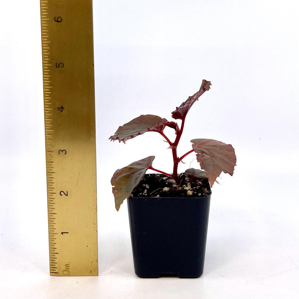 Begonia Botanicaz 151 V.2 (Can acclimate to house conditions)