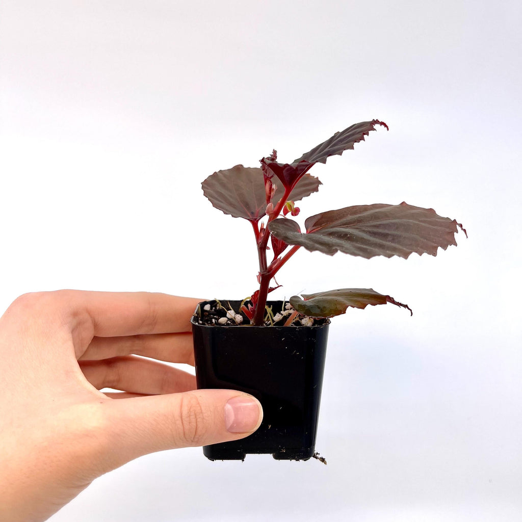 Begonia Botanicaz 151 V.2 (Can acclimate to house conditions)