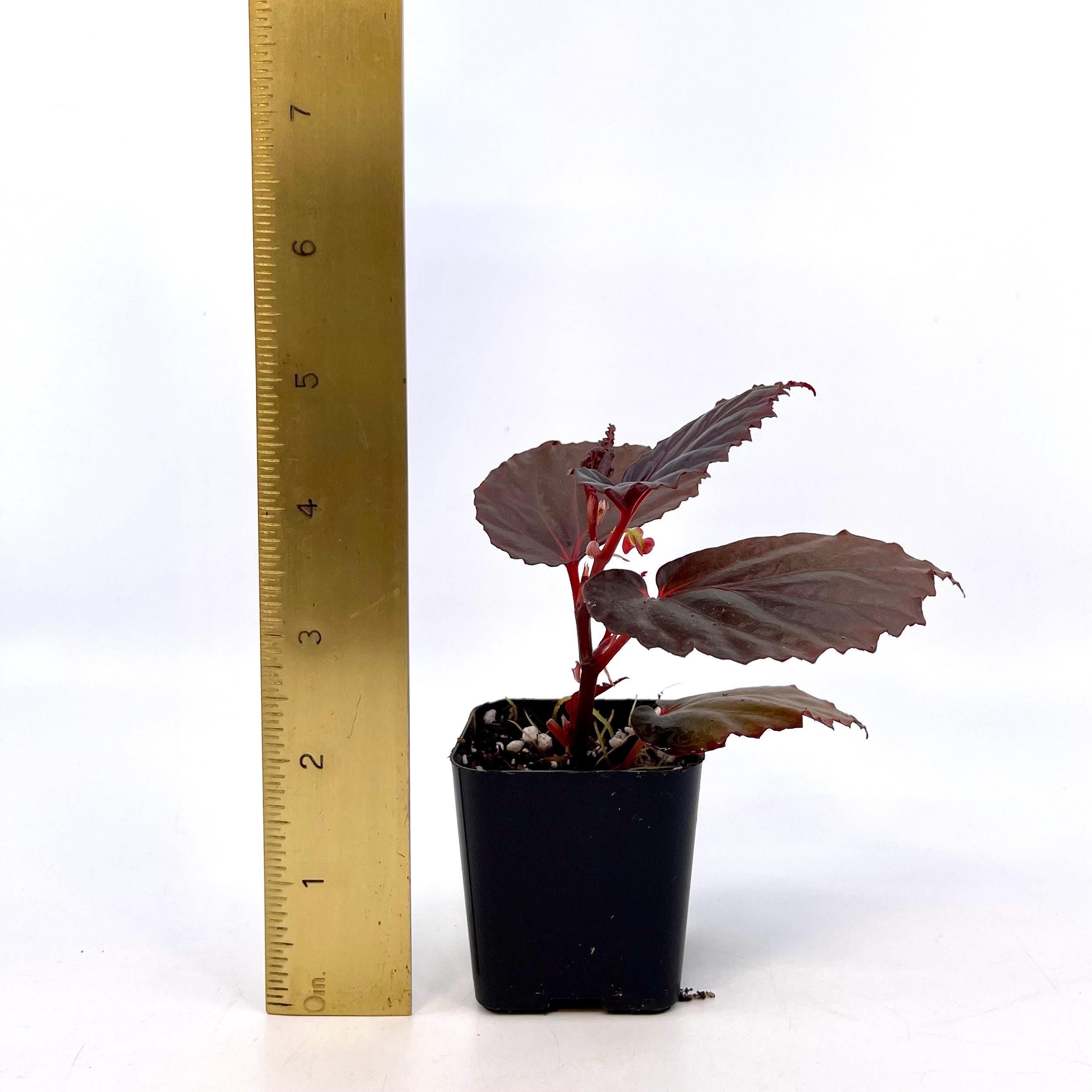 Begonia Botanicaz 151 V.2 (Can acclimate to house conditions)