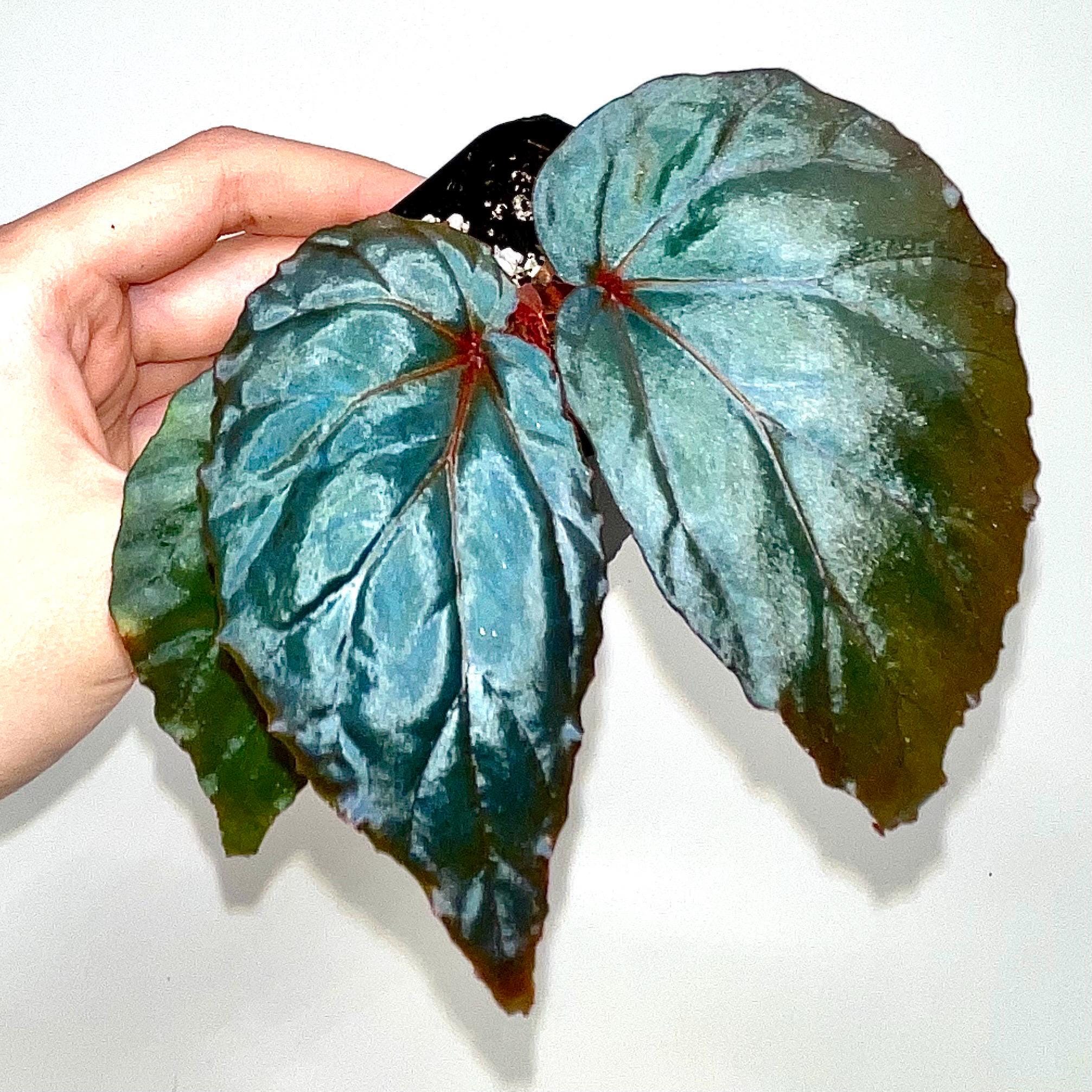 Begonia Botanicaz 151 V.2 (Can acclimate to house conditions)