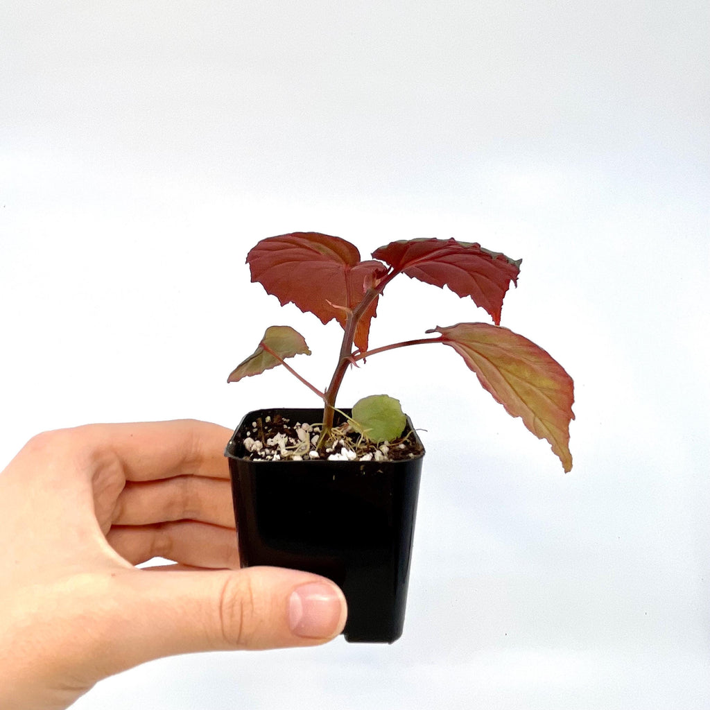 Begonia Botanicaz 151 V.2 (Can acclimate to house conditions)