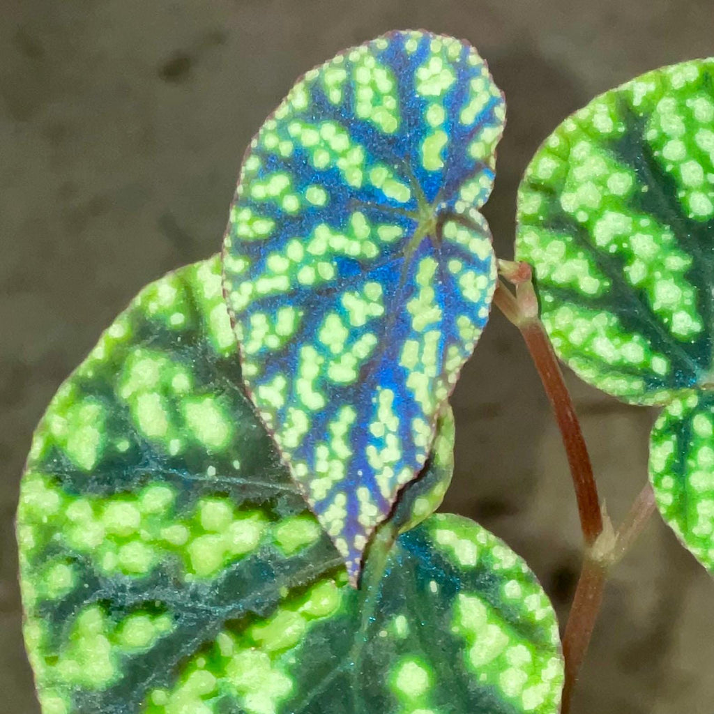 Begonia Botanicaz 96 V.8 (Can acclimate to house conditions)