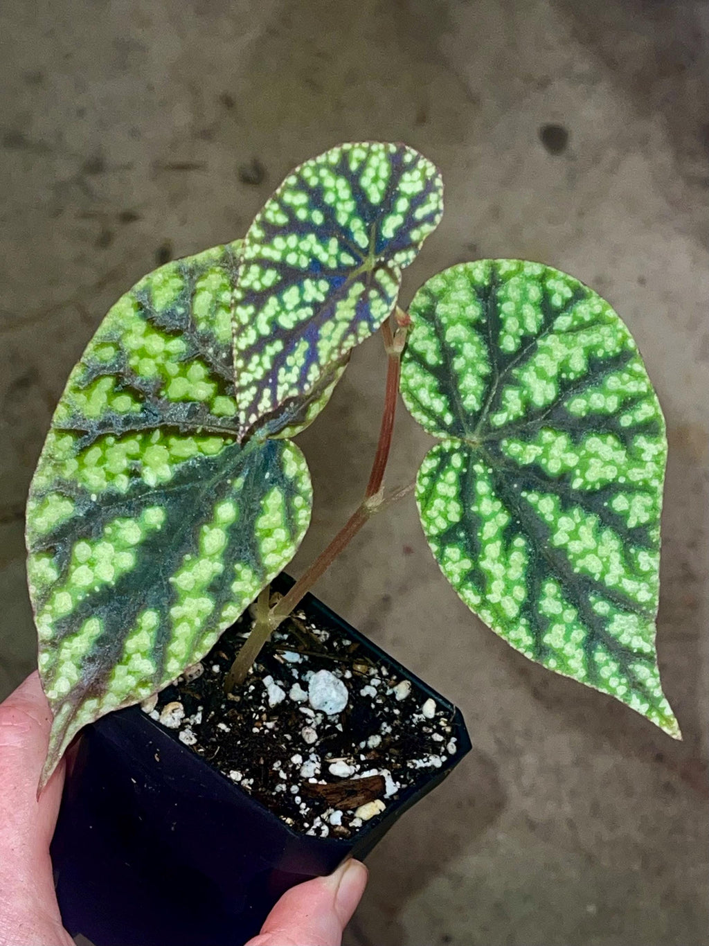 Begonia Botanicaz 96 V.8 (Can acclimate to house conditions)