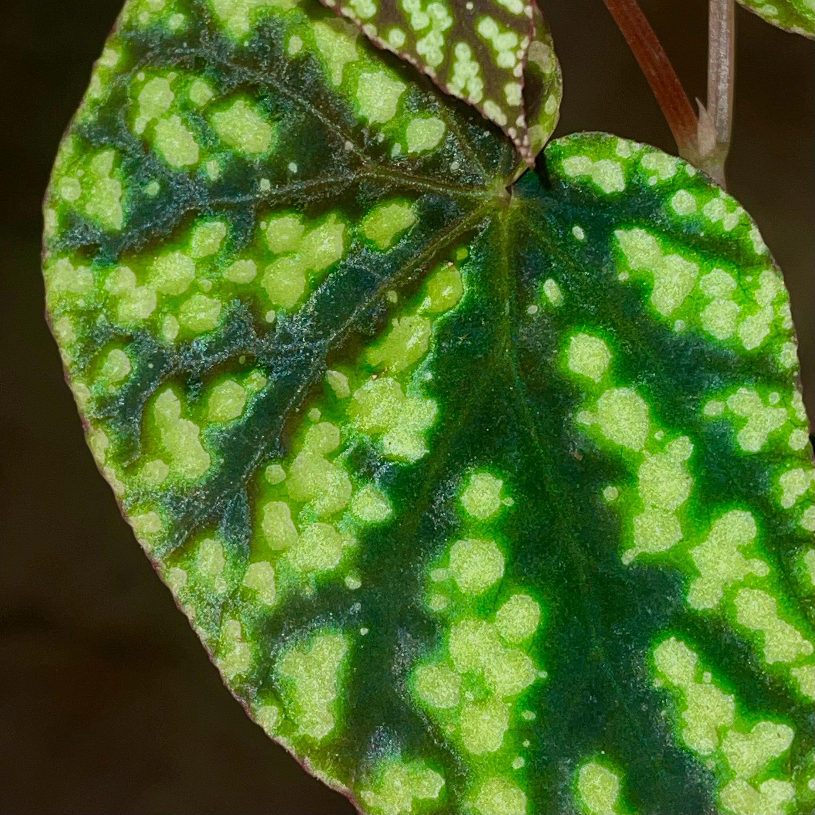 Begonia Botanicaz 96 V.8 (Can acclimate to house conditions)