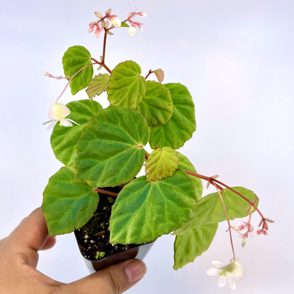 Begonia Botanicaz 85 V.2 ‘Olo’