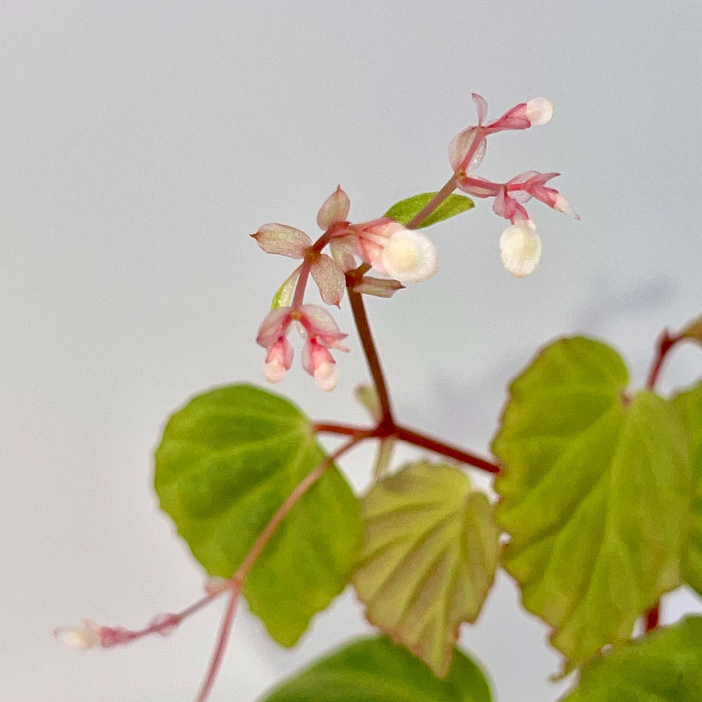 Begonia Botanicaz 85 V.2 ‘Olo’
