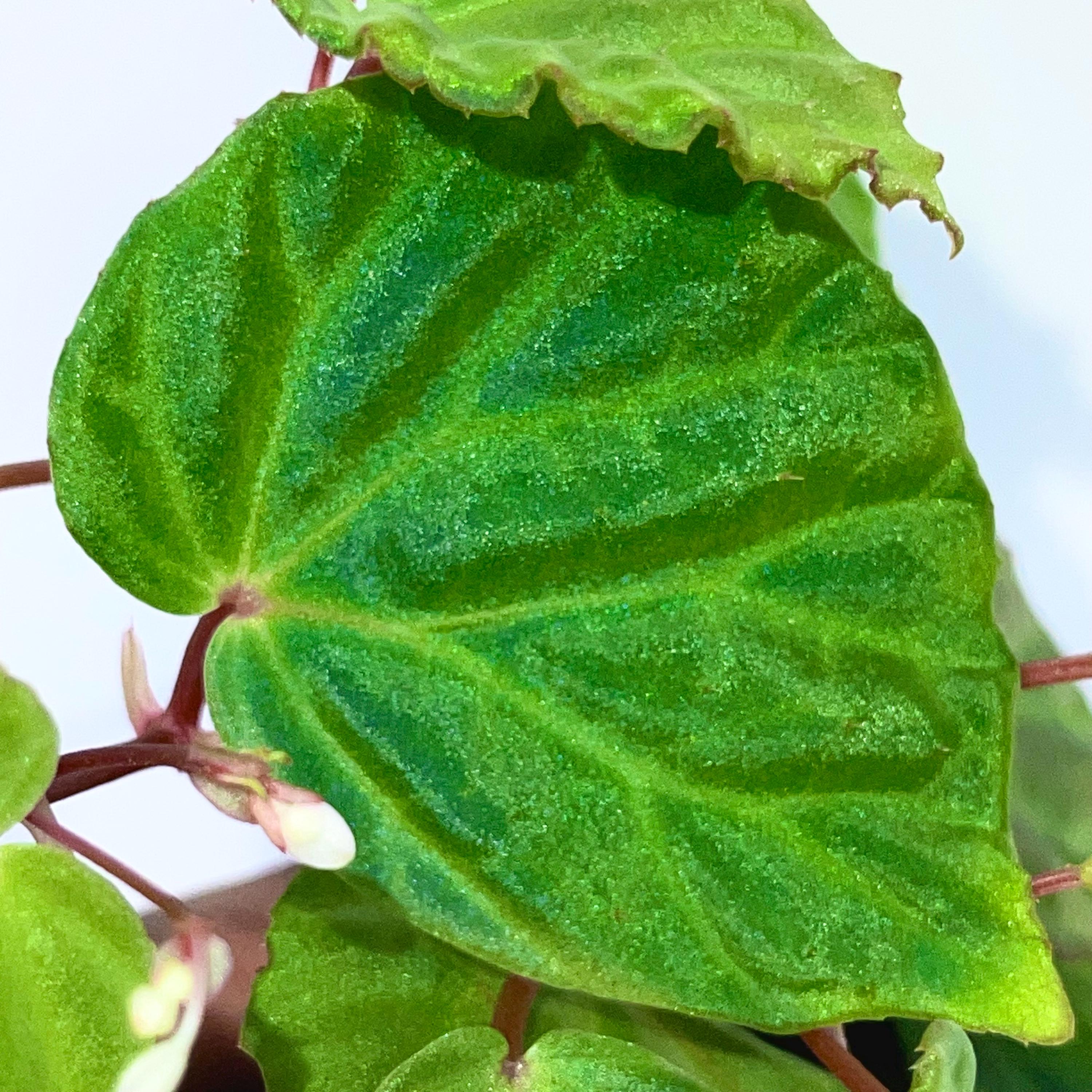Begonia Botanicaz 85 V.2 ‘Olo’