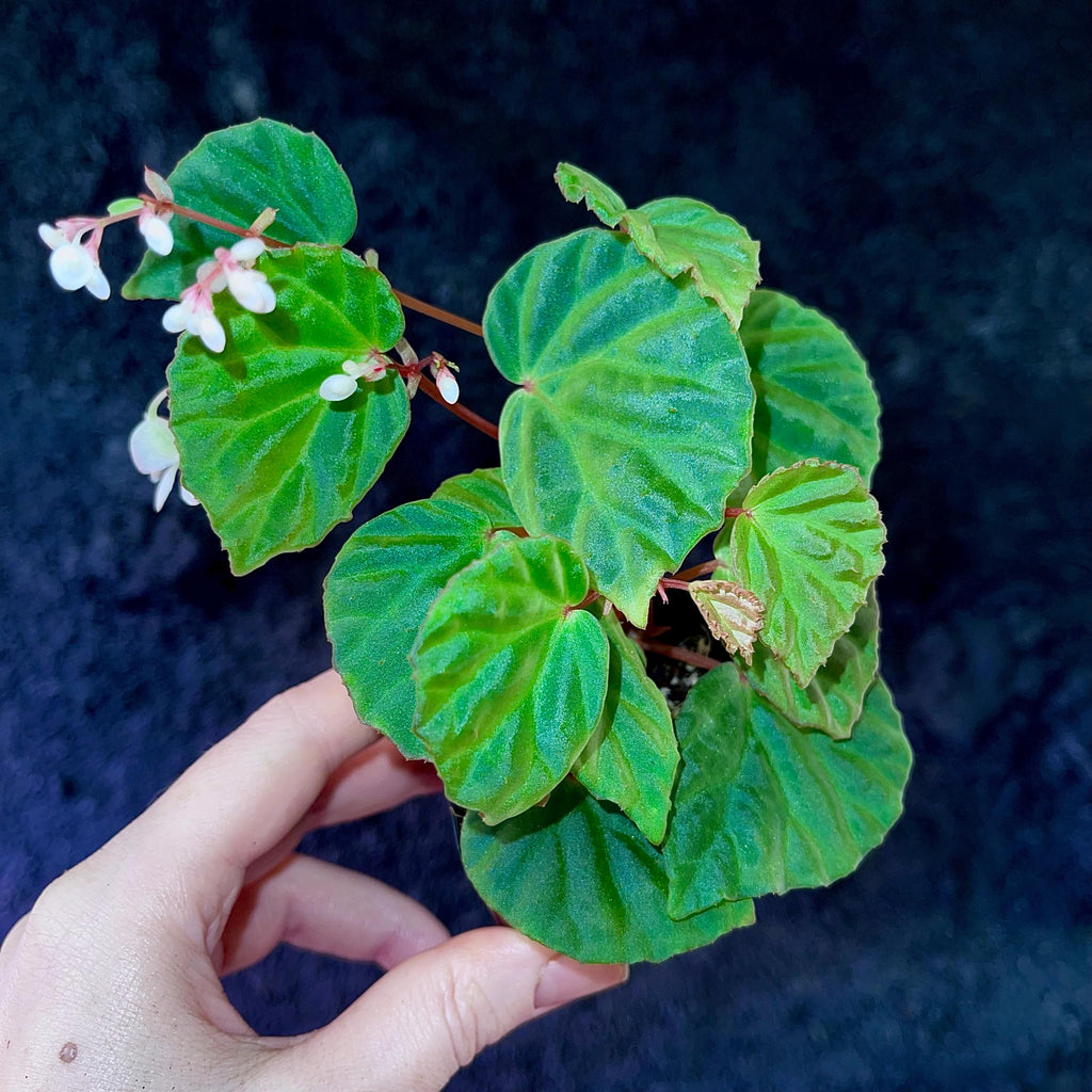 Begonia Botanicaz 85 V.2 ‘Olo’