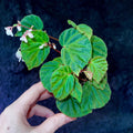 Begonia Botanicaz 85 V.2 ‘Olo’