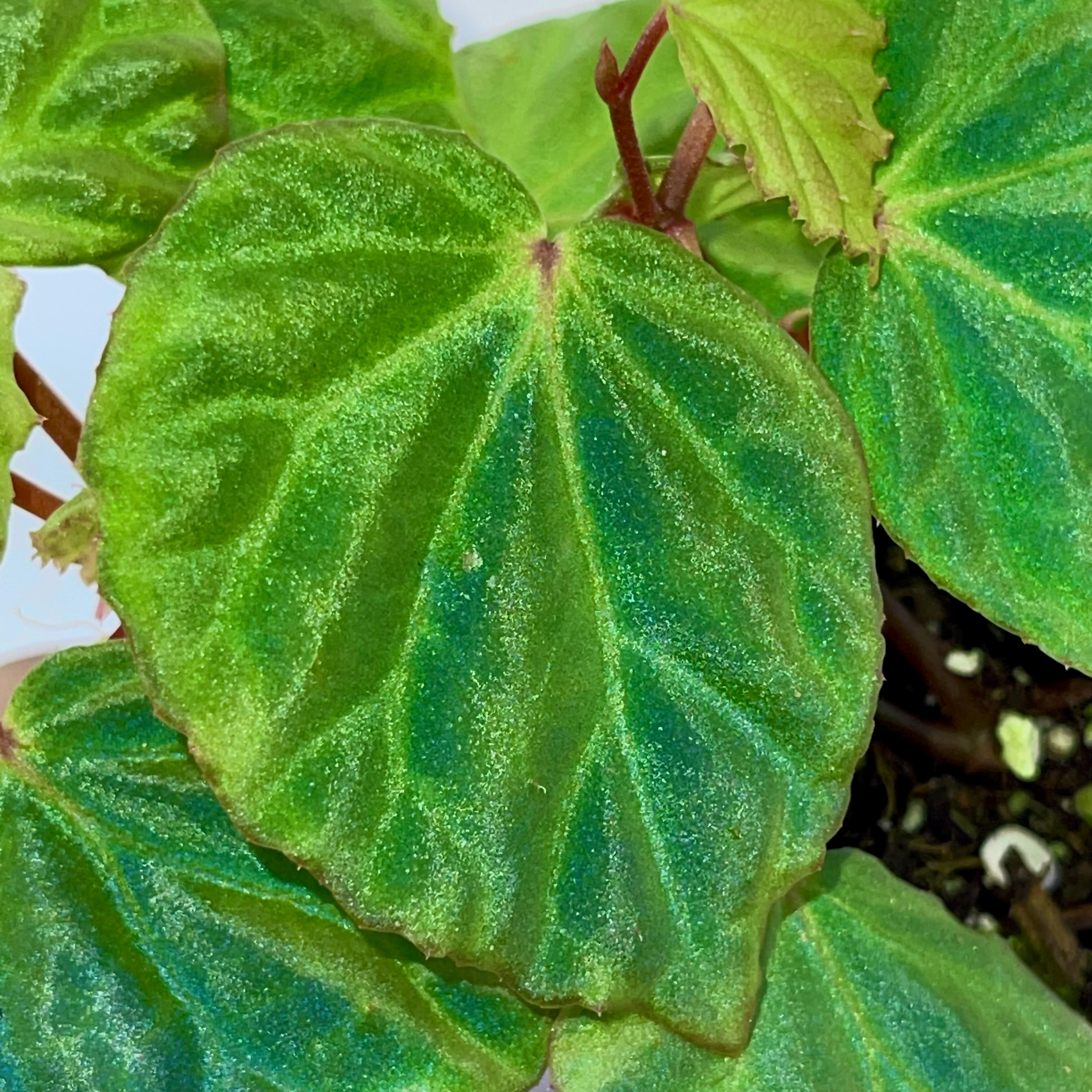 Begonia Botanicaz 85 V.2 ‘Olo’