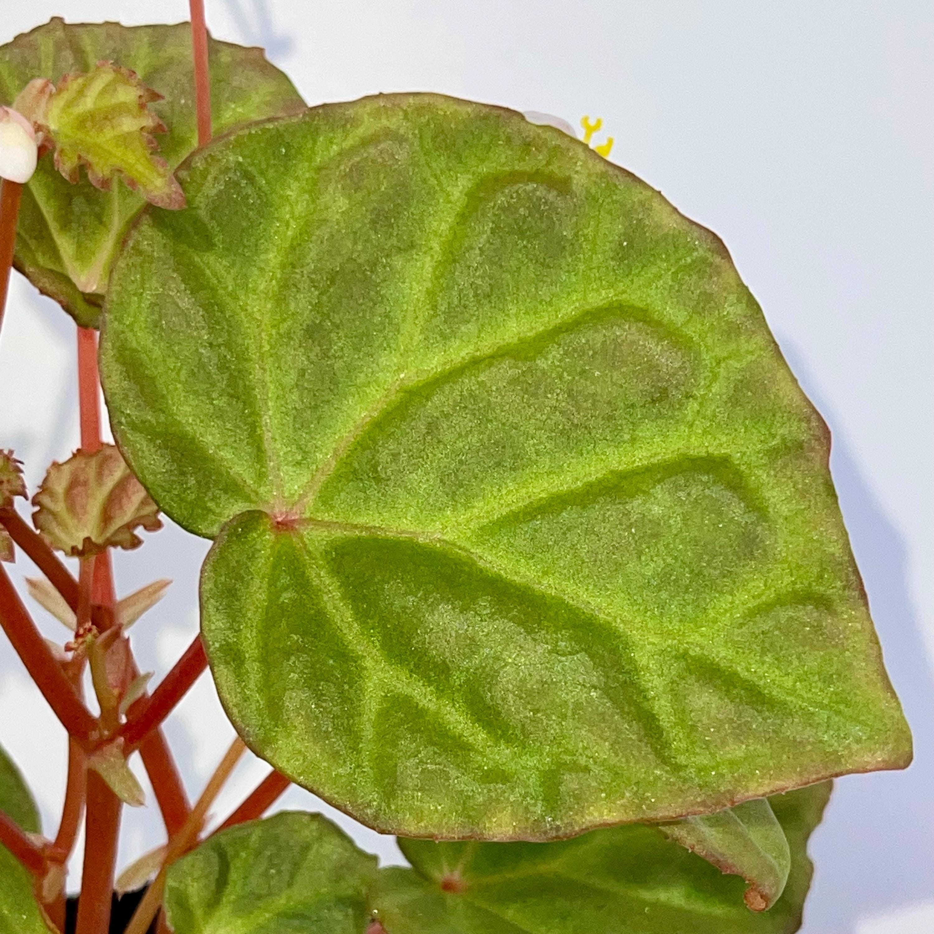 One FREE Per Item Purchased Begonia Botanicaz 85 V.5 'Satin Mint'