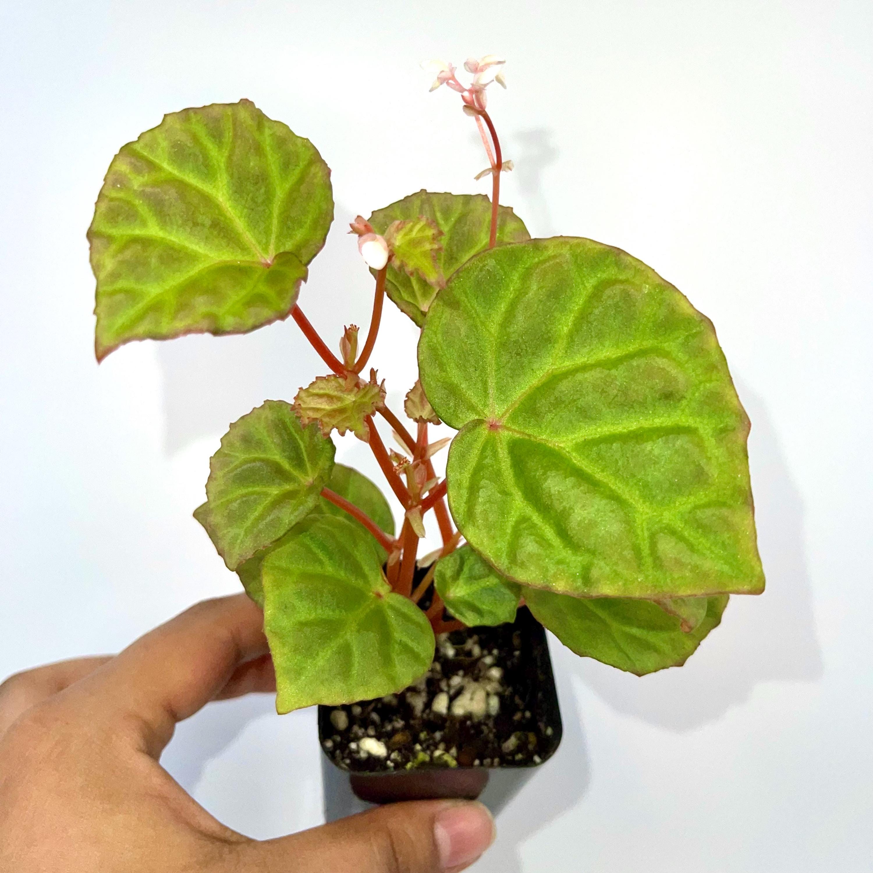 One FREE Per Item Purchased Begonia Botanicaz 85 V.5 'Satin Mint'
