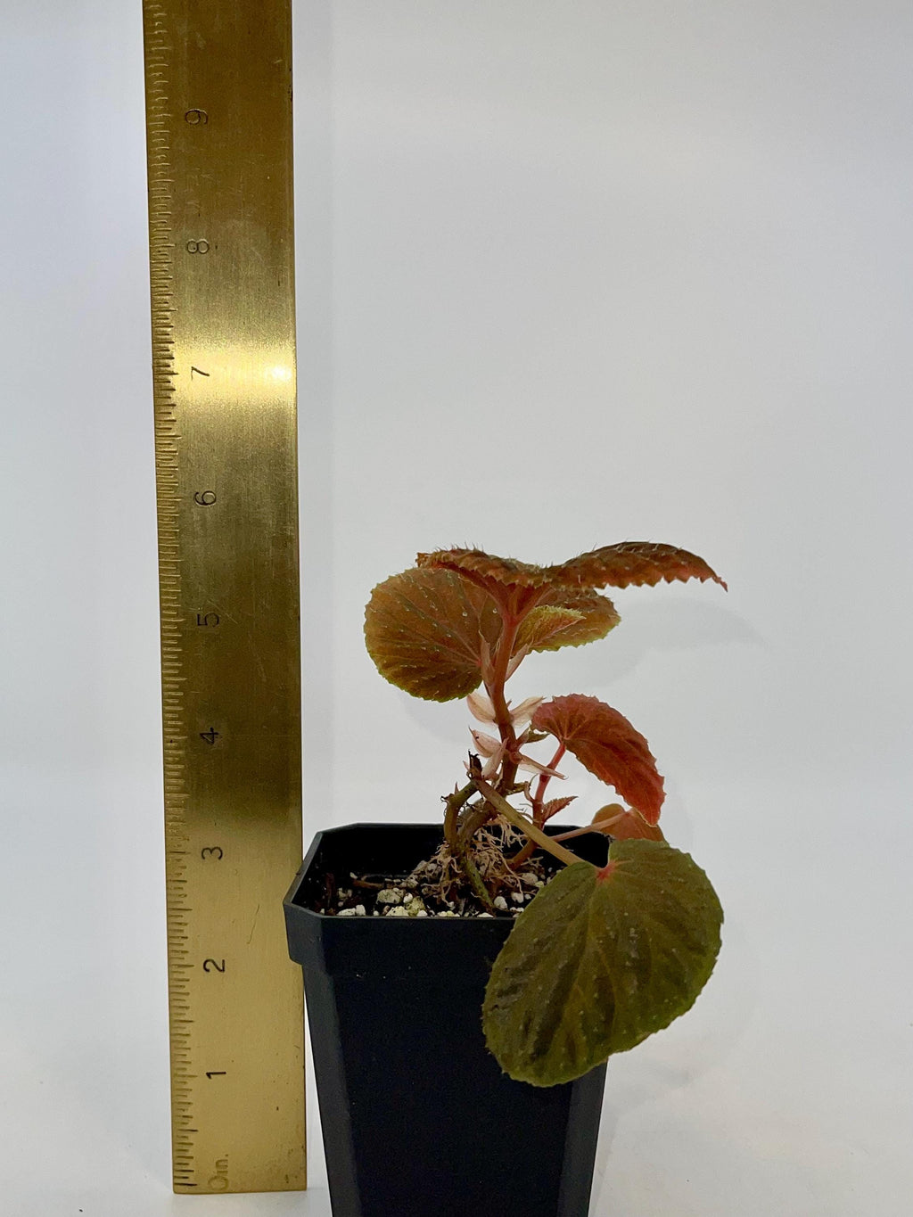 Begonia Botanicaz 347 (Fragrant flowers)