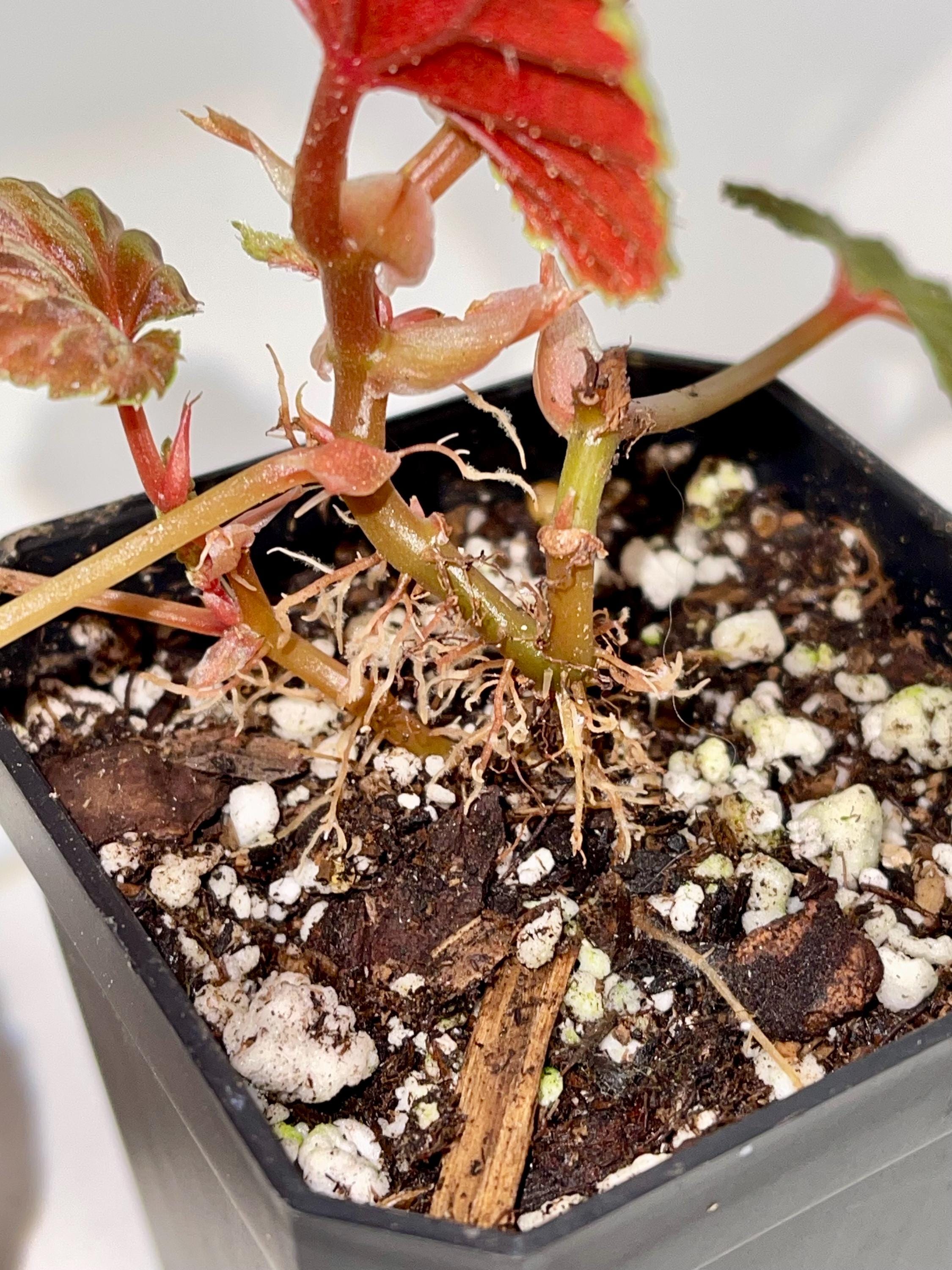 Begonia Botanicaz 347 (Fragrant flowers)