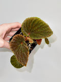 Begonia Botanicaz 347 (Fragrant flowers)
