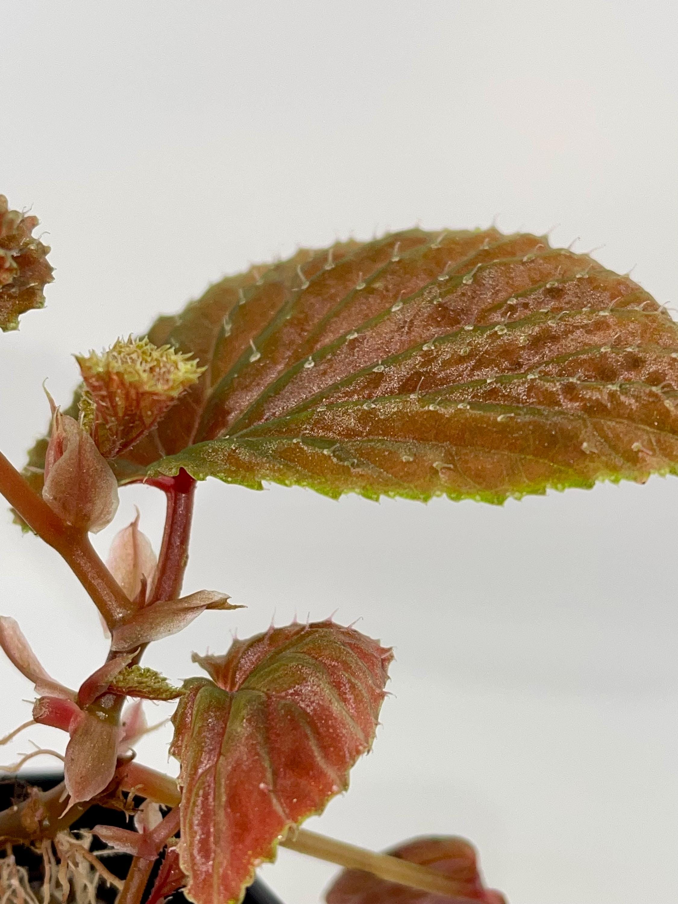 Begonia Botanicaz 347 (Fragrant flowers)