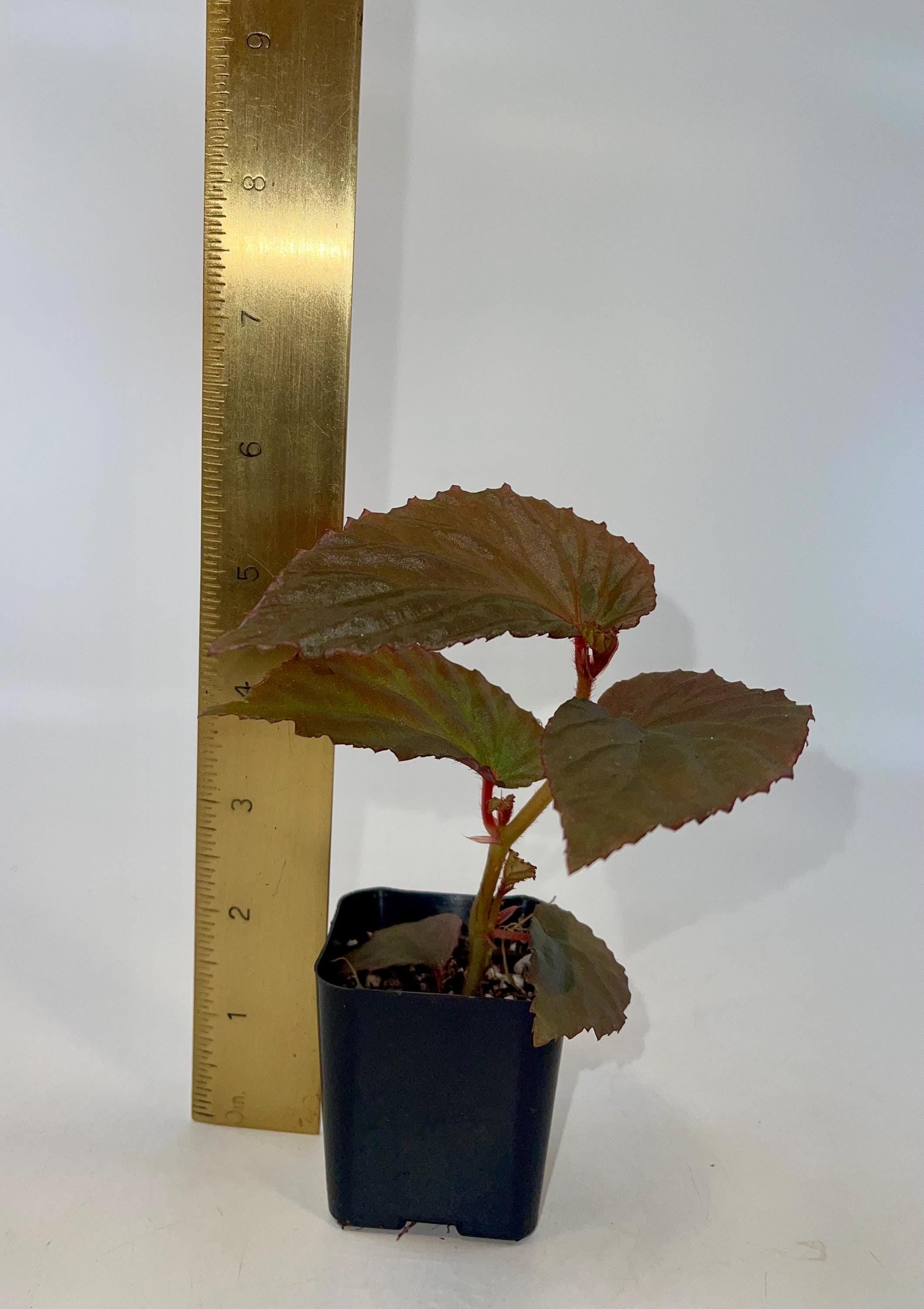 Begonia ‘Blue Metallic’ Botanicaz 220
