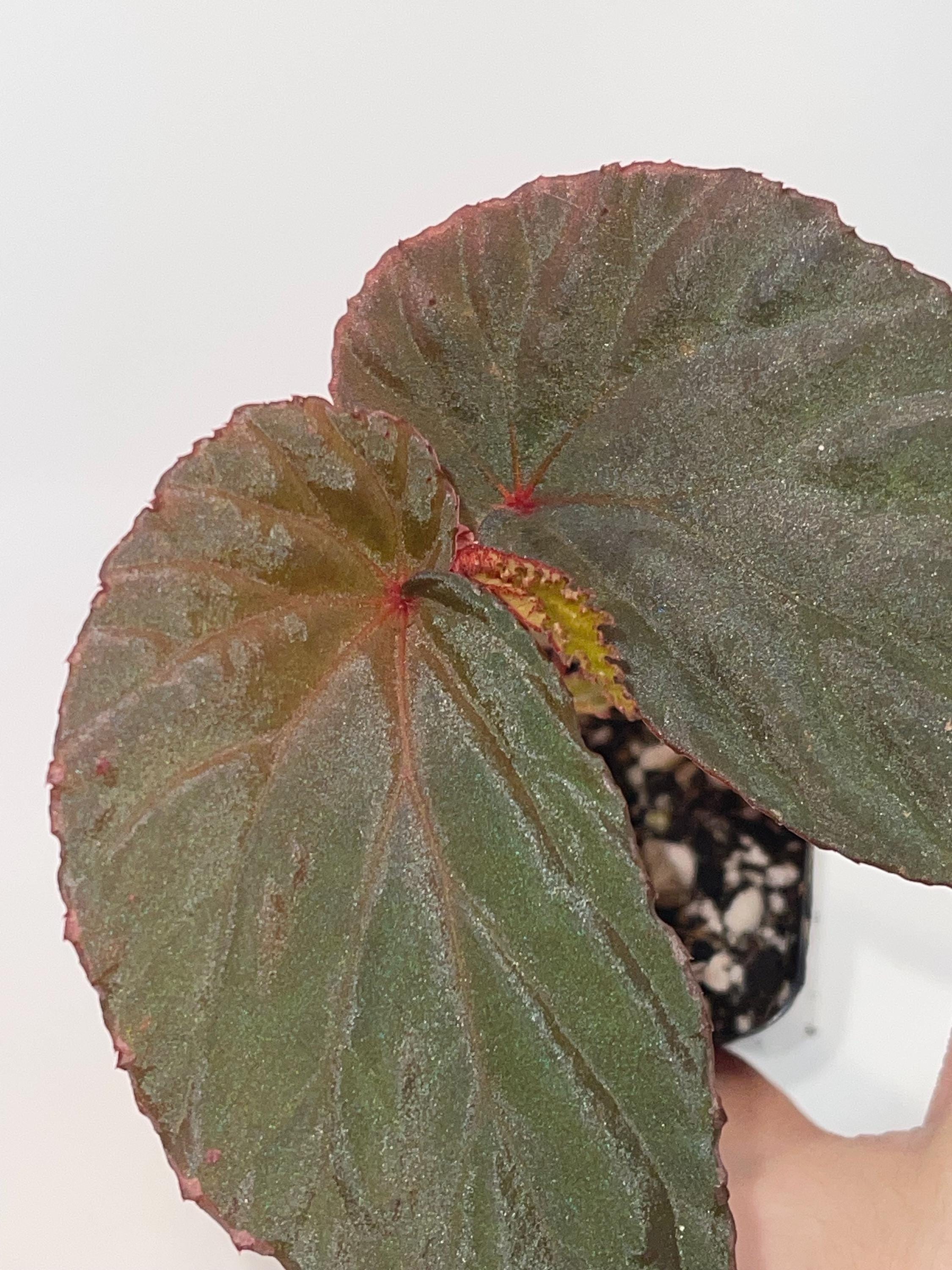 Begonia ‘Blue Metallic’ Botanicaz 220