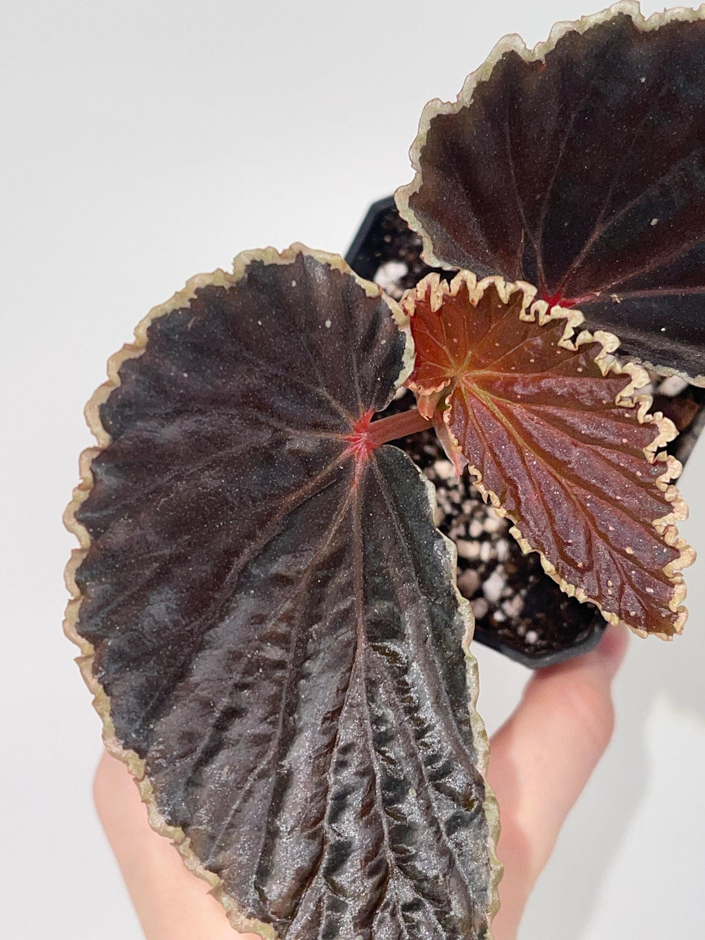 Botanicaz Begonia 56 V.4