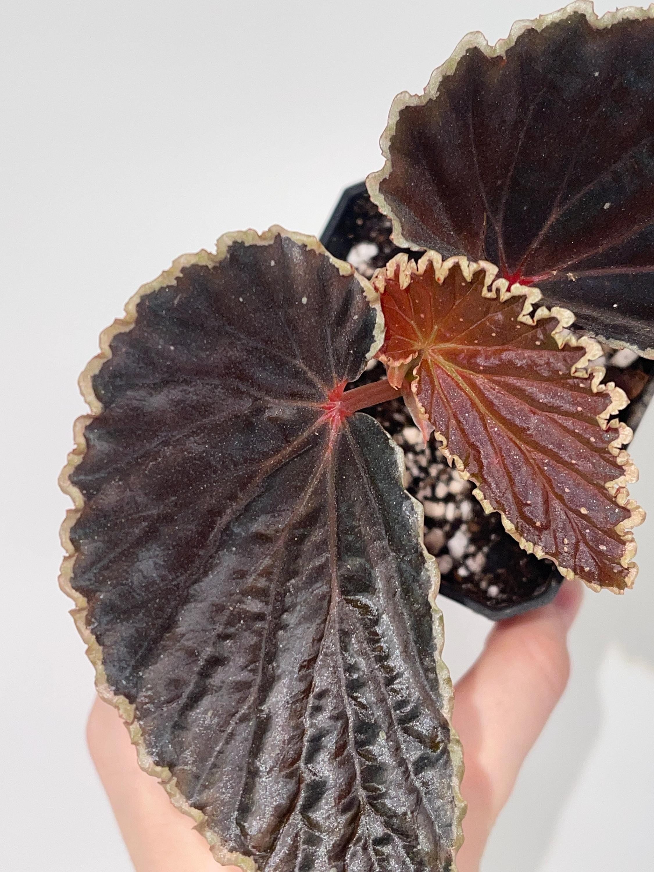 Botanicaz Begonia 56 V.4